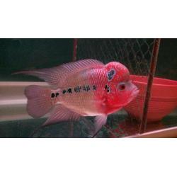 Three super red dragon flowerhorn fish
