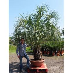 STUNNING BUTIA CAPITATA palm tree 90cm bowl/75cm tr/12ft tall.TOP QUALITY. UK delivery