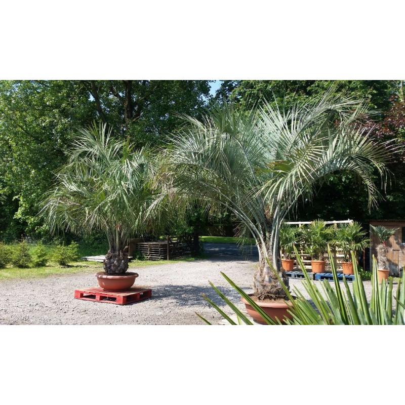 STUNNING BUTIA CAPITATA palm tree 90cm bowl/75cm tr/12ft tall.TOP QUALITY. UK delivery