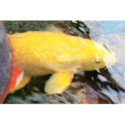 Koi Fish Keeping Club looking for likewise enthusiasts, North West