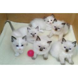 Ragdoll kittens GCCF Registered