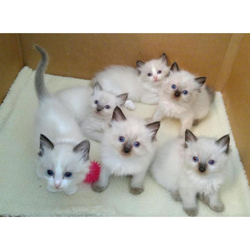 Ragdoll kittens GCCF Registered