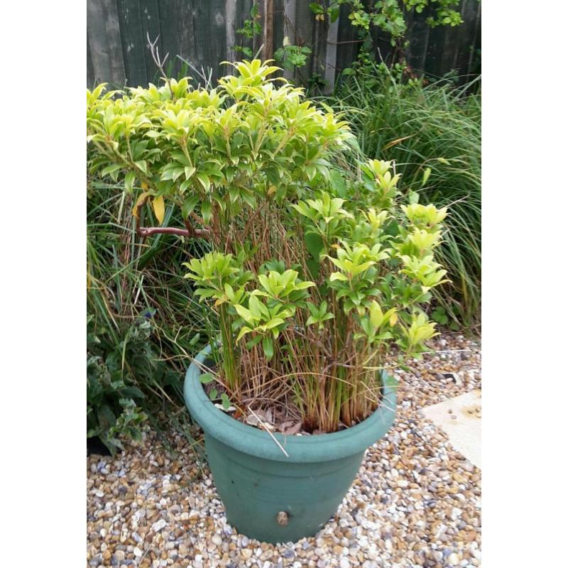 Mature Azela plant with grass in large plastic pot.