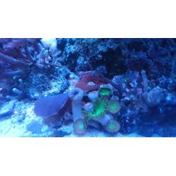 Marine aquarium Live corals: Venus fly trap zoas + two mushrooms