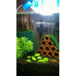 FISH TANK with fish and equipment for Sale
