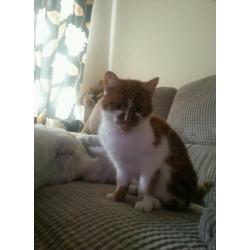 2yr old cat needs loving home