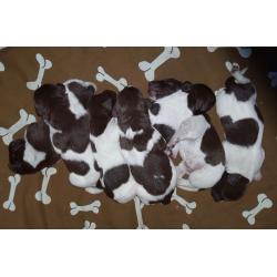 Gorgeous litter of liver & white German Shorthaired Pointers