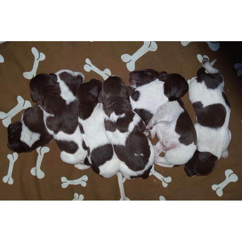 Gorgeous litter of liver & white German Shorthaired Pointers
