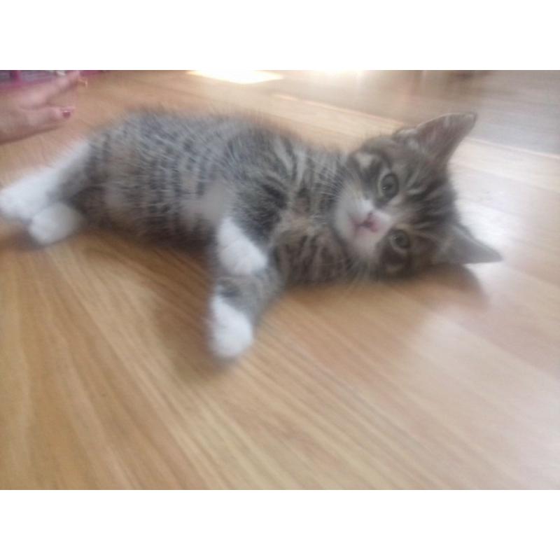 **REDUCED PRICE ** POLYDACTYL KITTENS