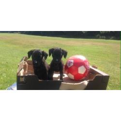 Patatales cross belting whipped puppys for sale