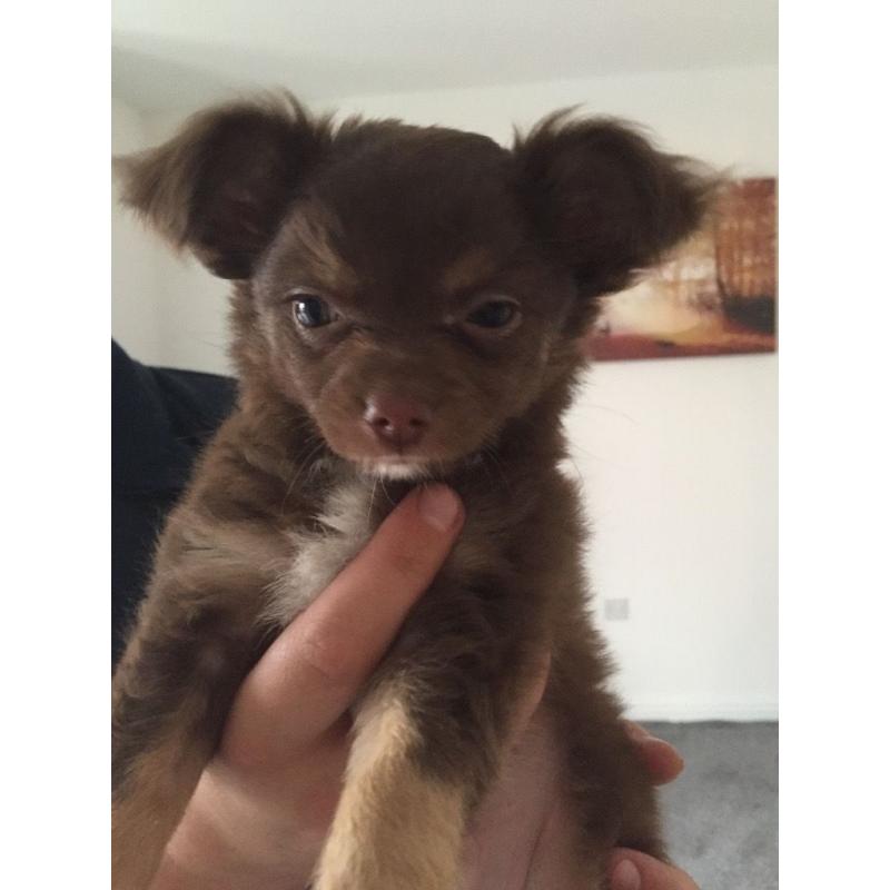 Chihuahua pup