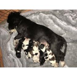 Lhasa apso puppies for sale