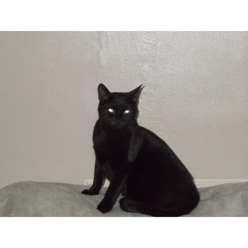 4 year old black cat looking for new home as owner has developed alergic reaction