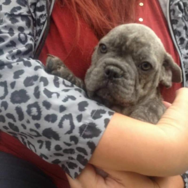 French bulldogs for sale 3males