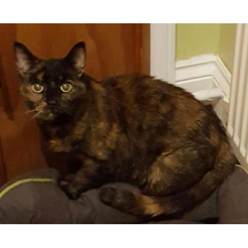 Missing female cat in chase terrace burntwood.