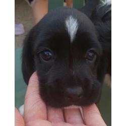 Terrier cross spaniel for sale!!!
