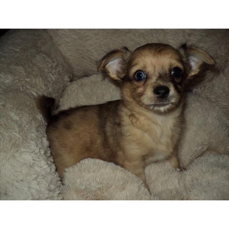 chihuaha puppies ready for their new homes on july 30 2016