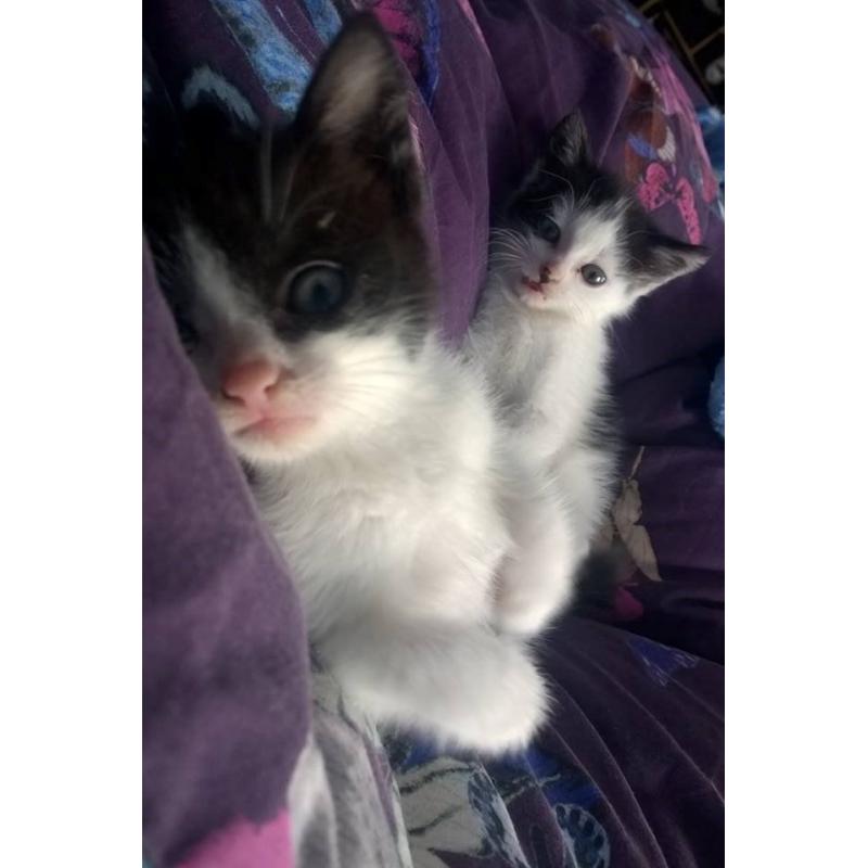 3 Black and White Kittens