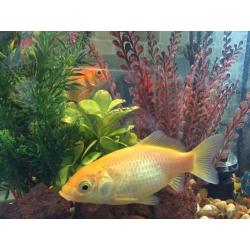 Fish tank with 2 goldfish