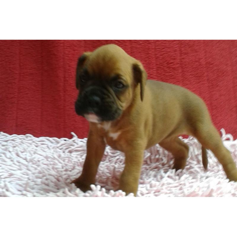 TOP QUALITY KC REGISTERED FEMALE BOXER PUP