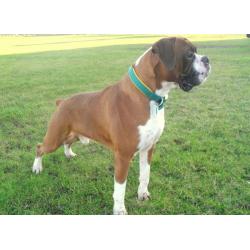 TOP QUALITY KC REGISTERED FEMALE BOXER PUP