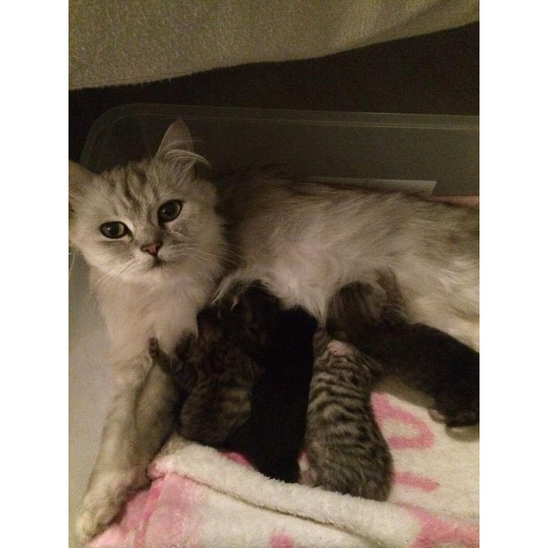 Persian X kittens