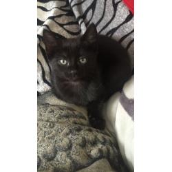 Black kitten for sale