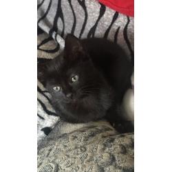 Black kitten for sale