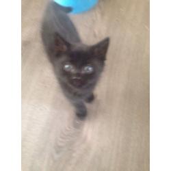 3 playful male kittens for sale