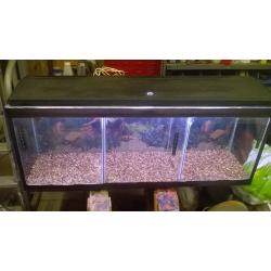 FISH - 4ft fish tank for sale