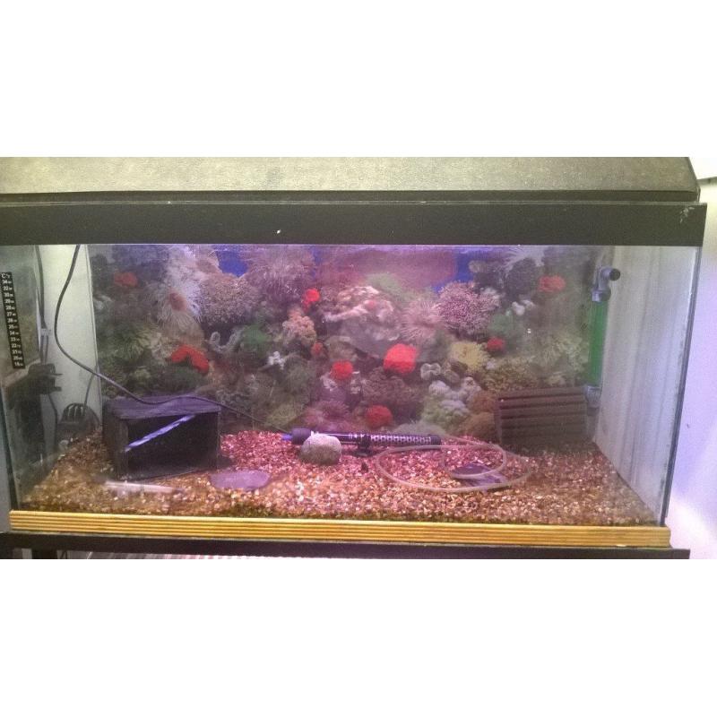 FISH - 3ft fish tanks for sale