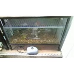 FISH - 3ft fish tanks for sale