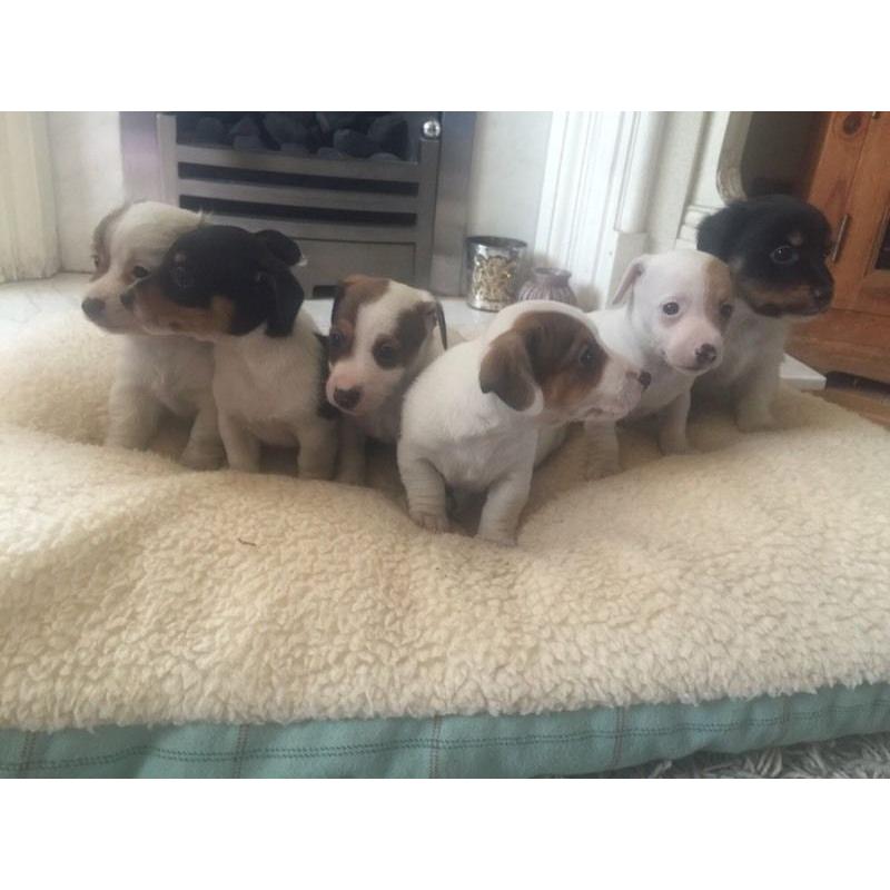 Jack Russell pups small type for sale