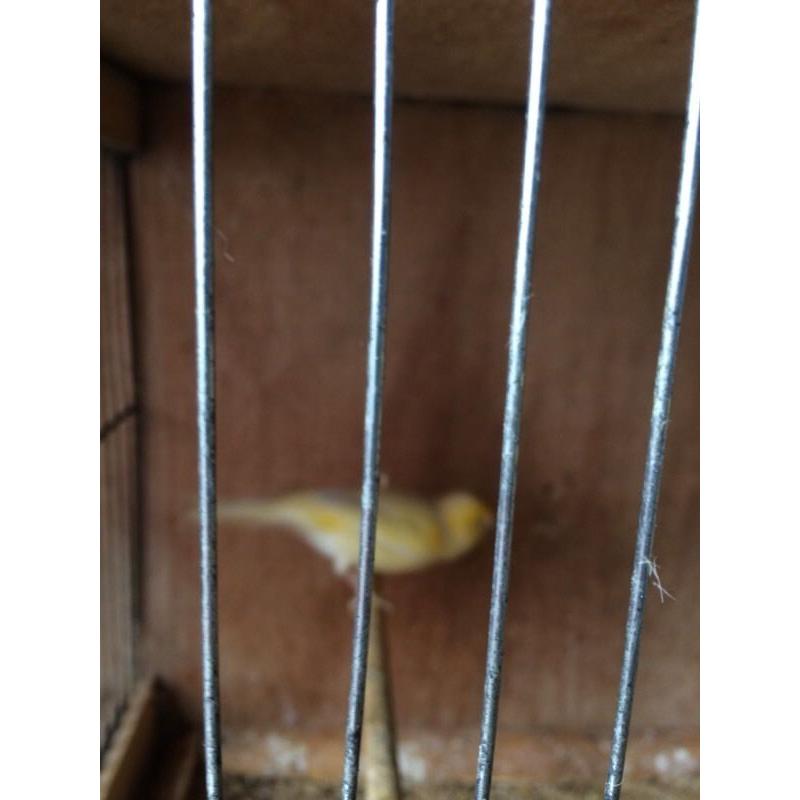 FEMALE CANARIES FOR SALE