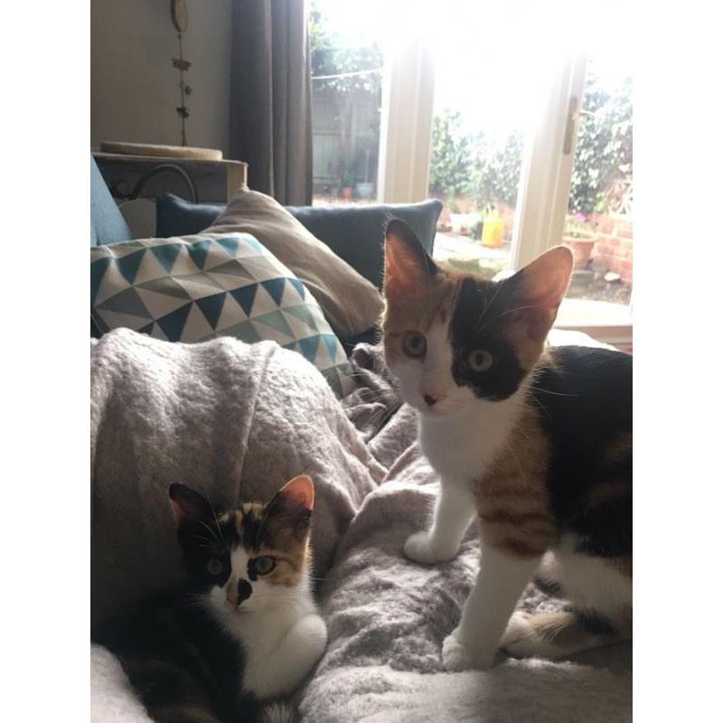 2 female kittens for sale