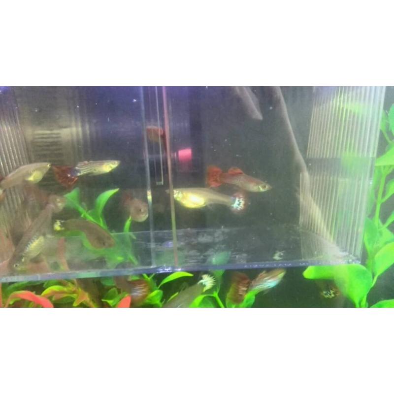 Guppies male and females