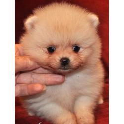 POMERANIAN PUPPIES FOR SALE