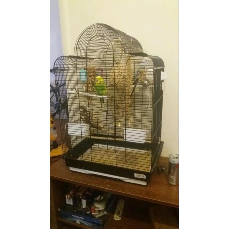 2 buddies for sale with cage