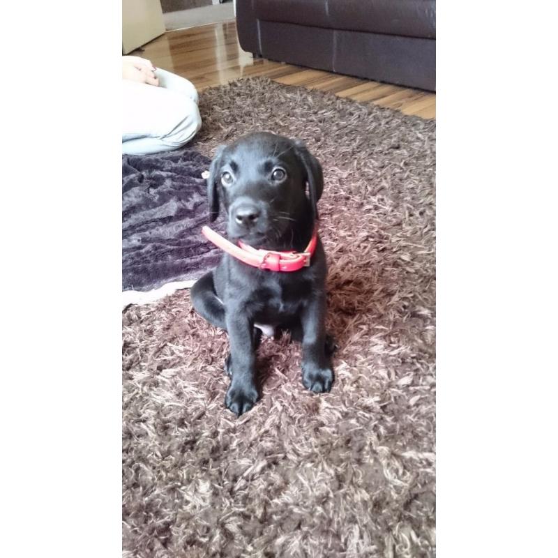 Labrador puppy ( black )