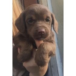 Beautiful jackapoo puppies for sale