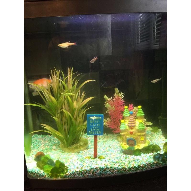 5 fish for sale