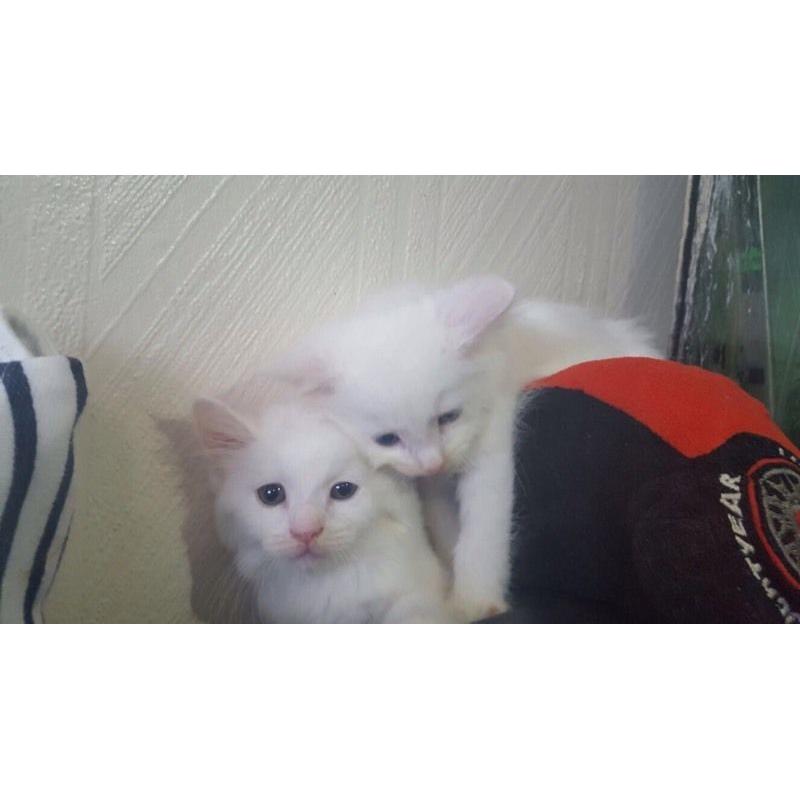 2 pure white beautiful kittens