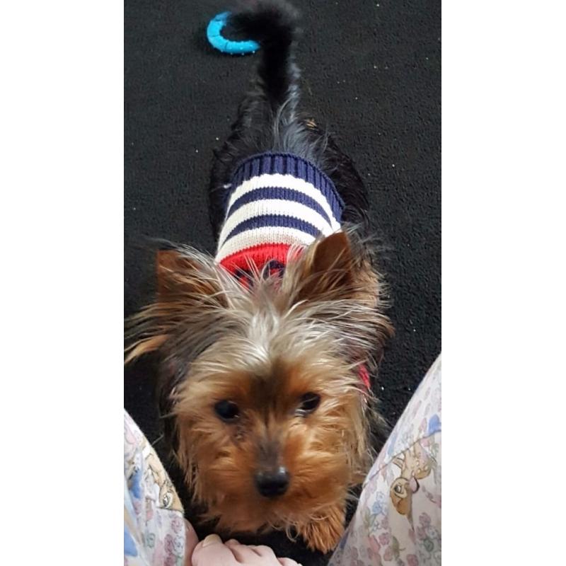 8 months old Yorkshire Terrier pup