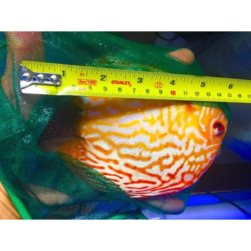 Stenker red discus for sale