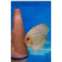 Stenker red discus for sale
