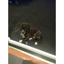 Staffy Pup bitch for sale