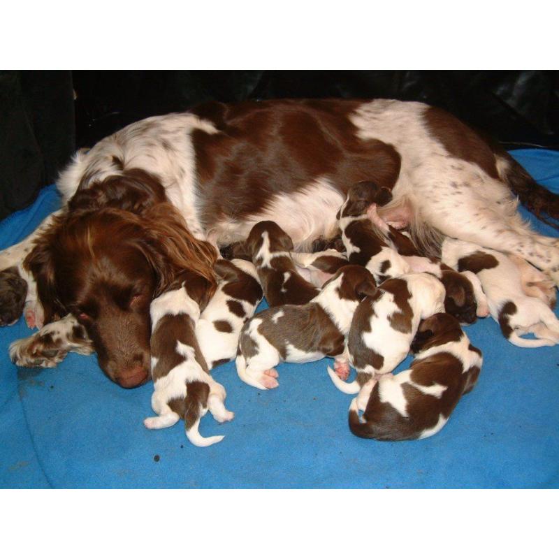 English Springer Spaniel puppies, KC registered, ready 7th October