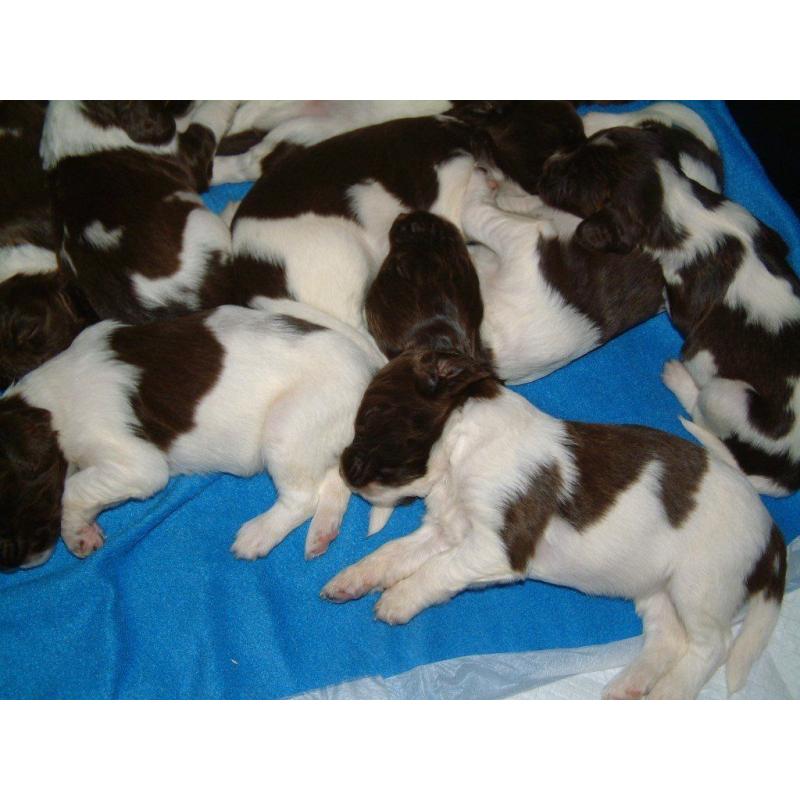 English Springer Spaniel puppies, KC registered, ready 7th October