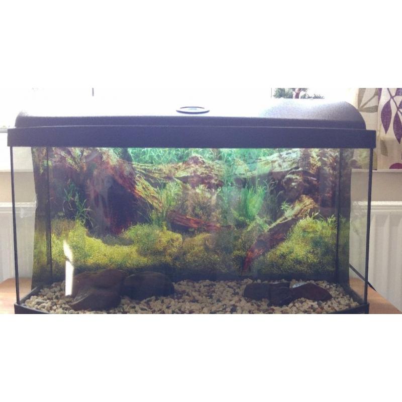 Fish Tank 2ft Bow Front.