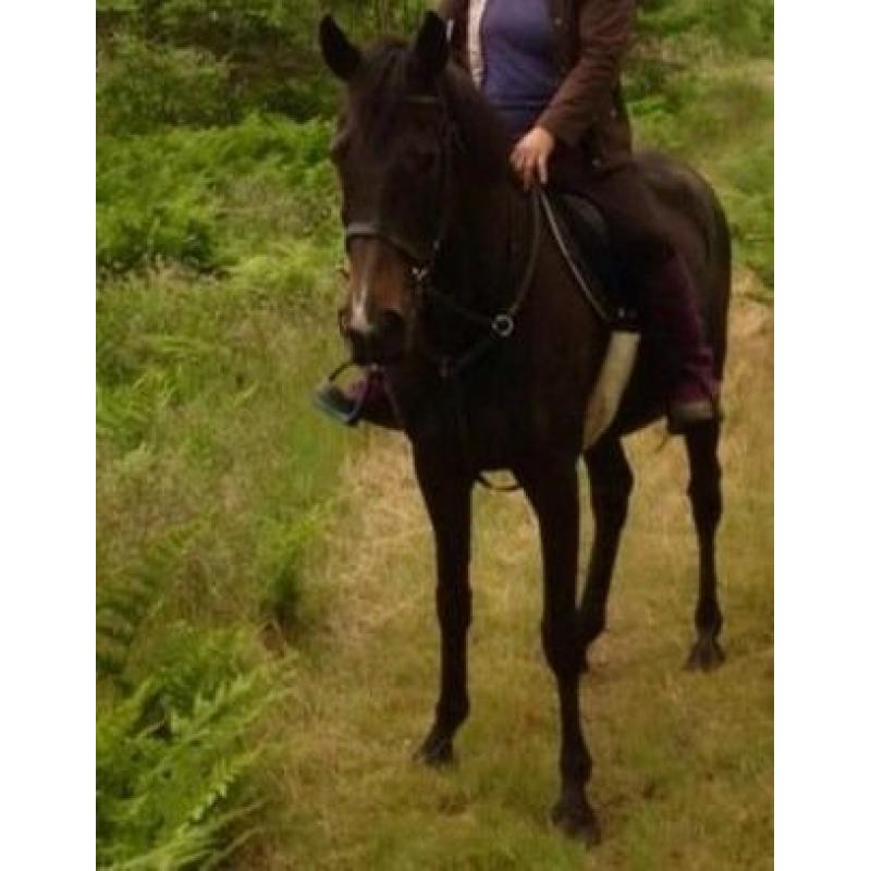 16.2hh thoroughbred mare